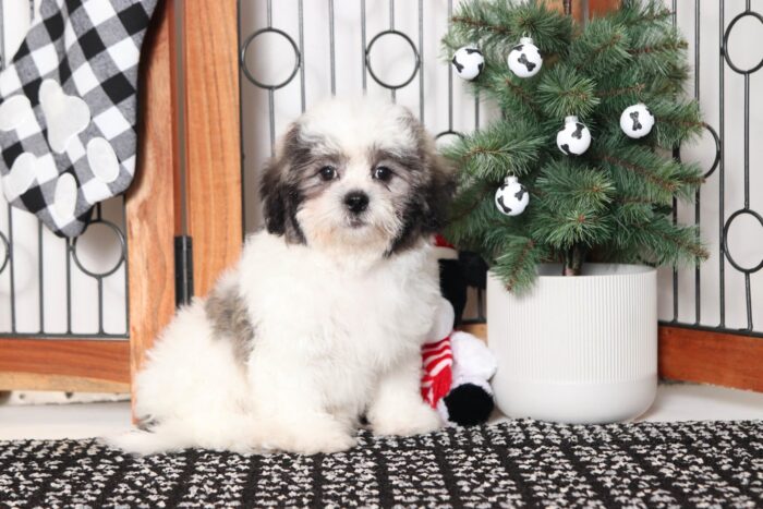 Simon- Dapper Teddy Bear Puppy