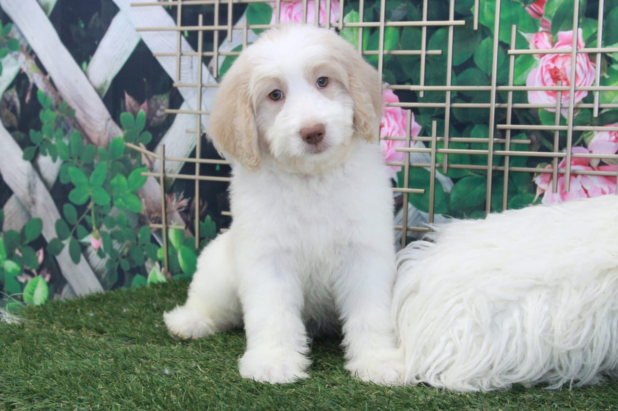 Sirius - Intelligent Cream & White Male Bernedoodle Puppy - Image 2