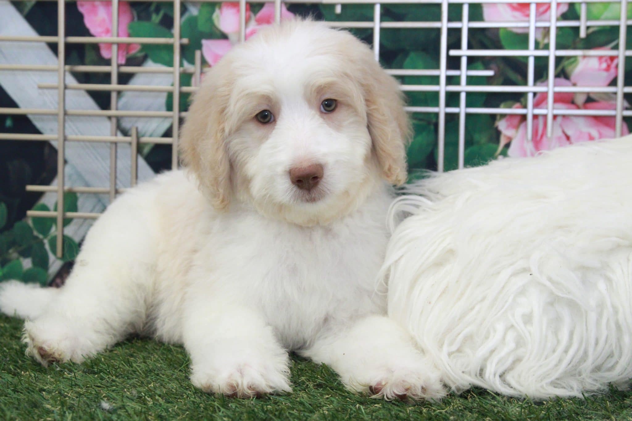 Sirius - Intelligent Cream & White Male Bernedoodle Puppy