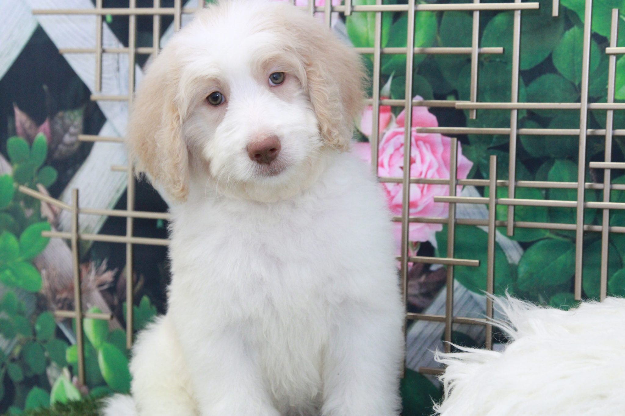 Sirius - Intelligent Cream & White Male Bernedoodle Puppy - Image 3