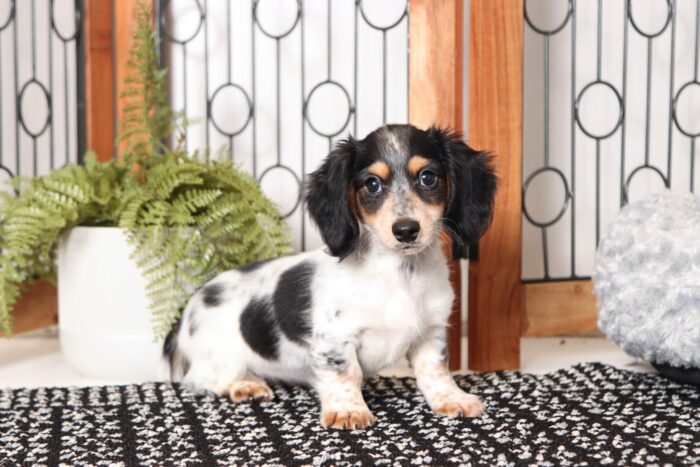Skye- Loving Little Black and White Female ACA Dachshund Puppy