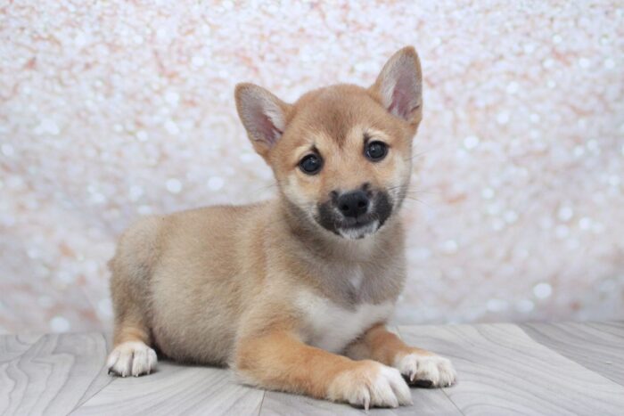 Slinky- Cutest ACA Male Shiba-Inu Puppy