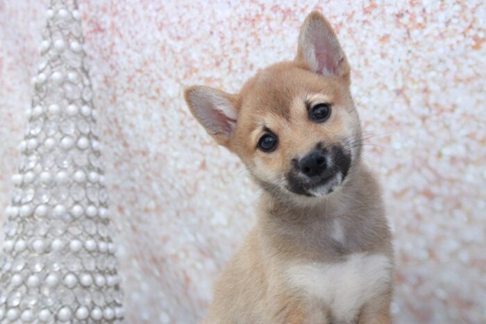 Slinky- Cutest ACA Male Shiba-Inu Puppy - Image 2
