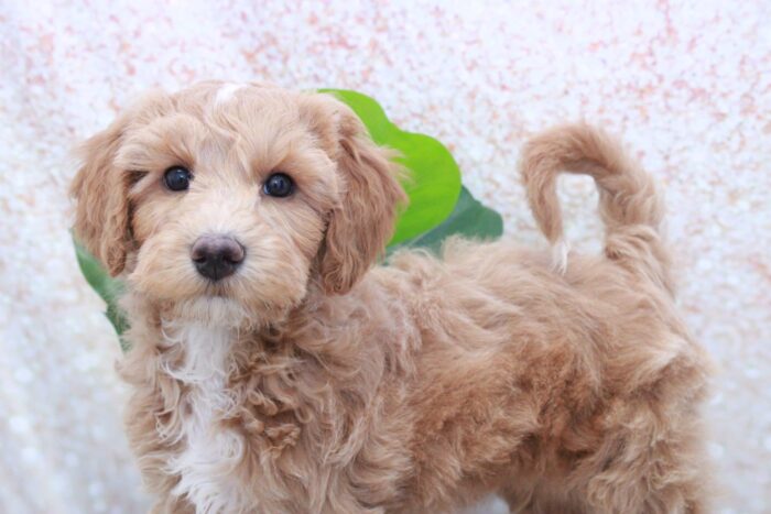 Snicker- Friendly Mini Male Goldendoodle Puppy - Image 3