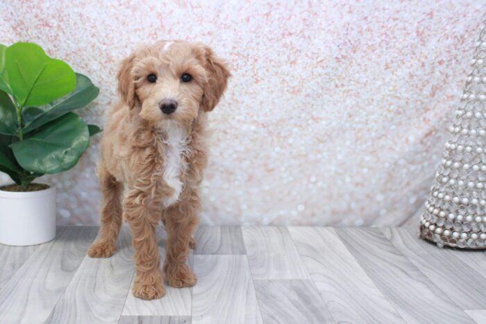 Snicker- Friendly Mini Male Goldendoodle Puppy