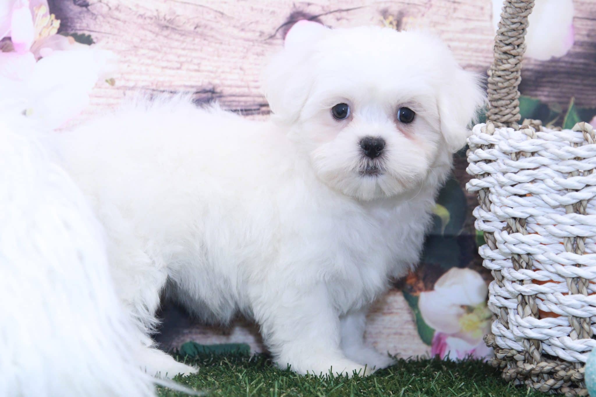 Snowy- Striking Female Teddy Bear Puppy