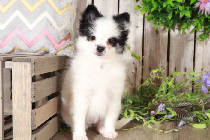Sophie - Sweet Pomeranian Puppy - Image 7