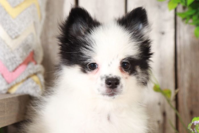 Sophie - Sweet Pomeranian Puppy - Image 6