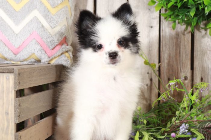 Sophie - Sweet Pomeranian Puppy - Image 5