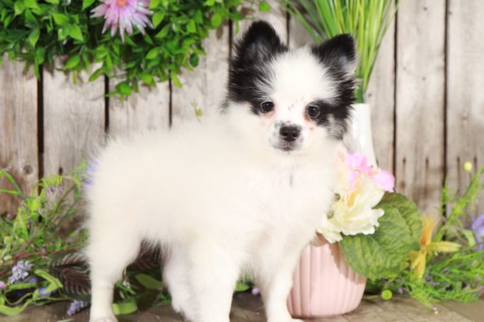 Sophie - Sweet Pomeranian Puppy - Image 4