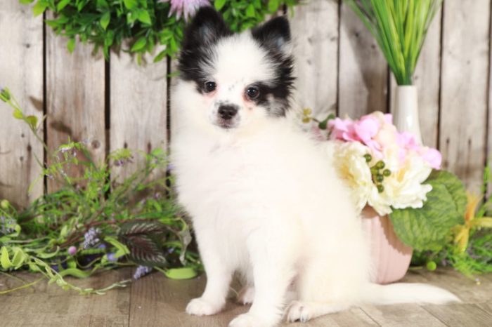 Sophie - Sweet Pomeranian Puppy