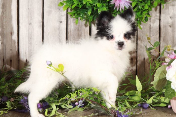 Sophie - Sweet Pomeranian Puppy - Image 2