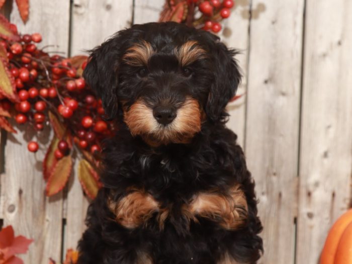 Soul -Handsome Aussiepoo