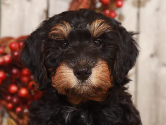 Soul -Handsome Aussiepoo - Image 2
