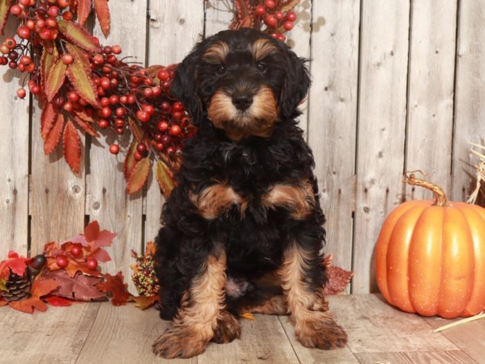 Soul -Handsome Aussiepoo - Image 4