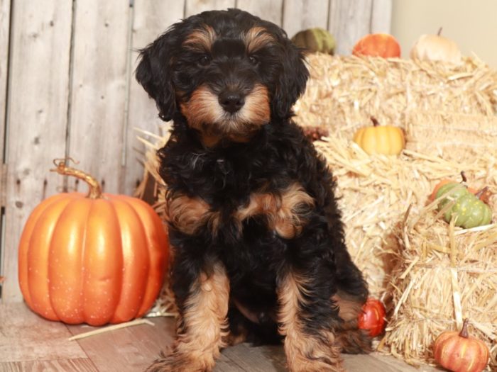 Soul -Handsome Aussiepoo - Image 3