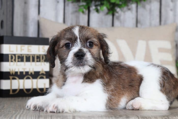 Sparky- Special Cava-Tzu - Image 5
