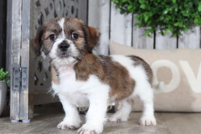Sparky- Special Cava-Tzu