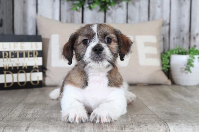 Sparky- Special Cava-Tzu - Image 3