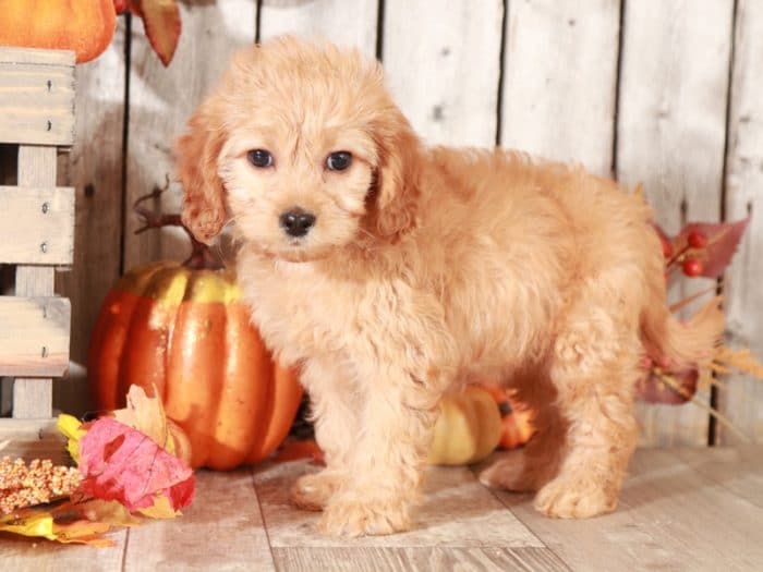 Sparkle - Sweet CavaPoo