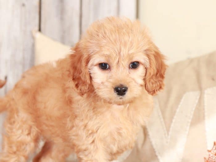Sparkle - Sweet CavaPoo - Image 6