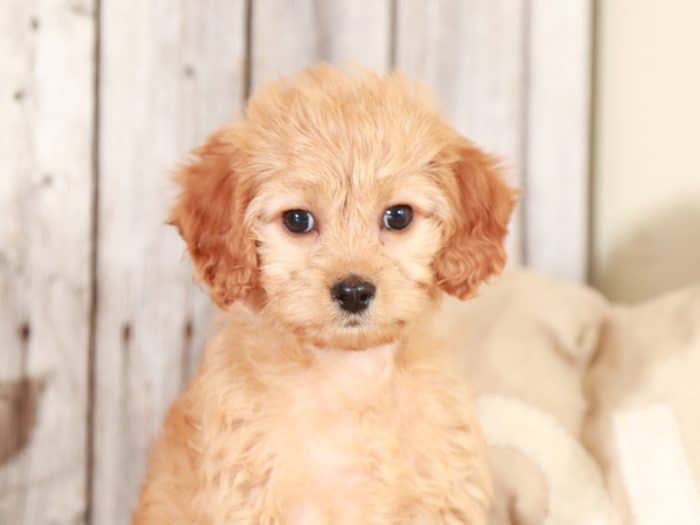 Sparkle - Sweet CavaPoo - Image 5