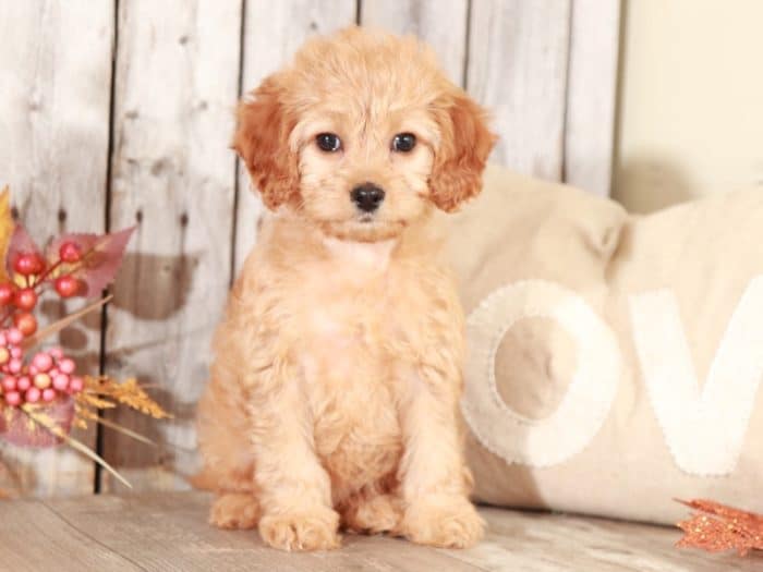 Sparkle - Sweet CavaPoo - Image 4
