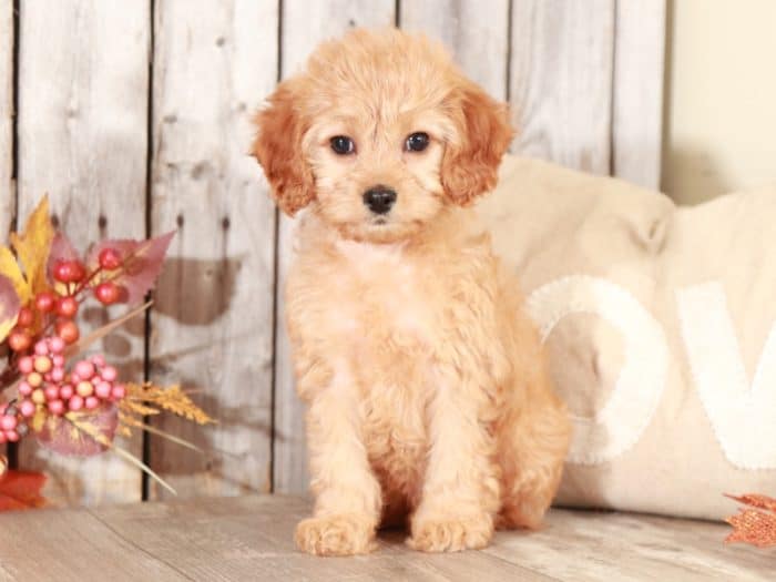 Sparkle - Sweet CavaPoo - Image 3