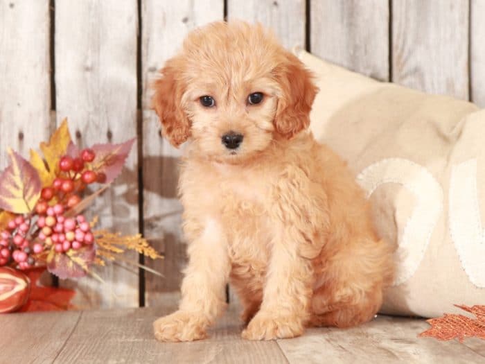 Sparkle - Sweet CavaPoo - Image 2