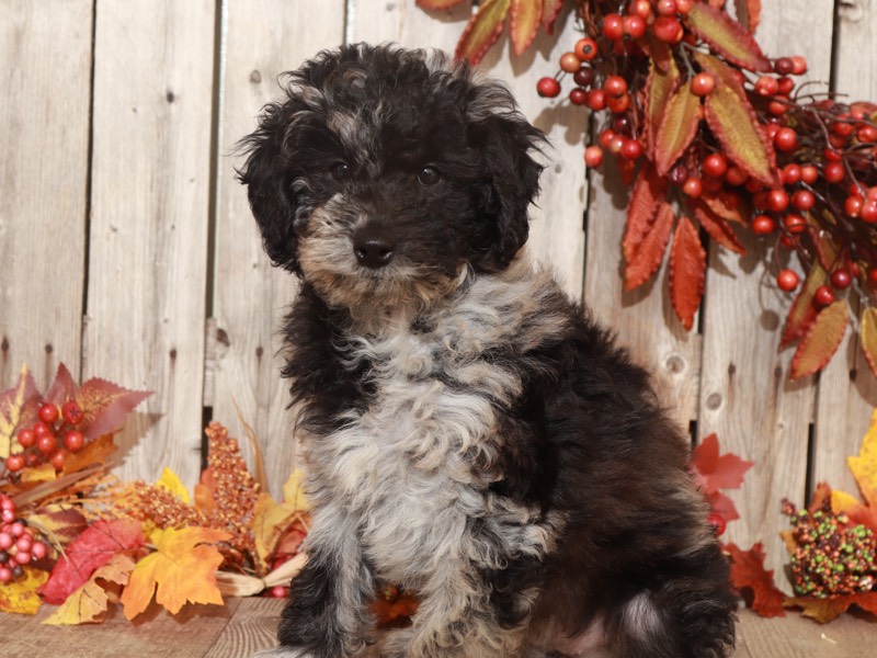 Spirit- Gorgeous Aussiepoo - Image 2