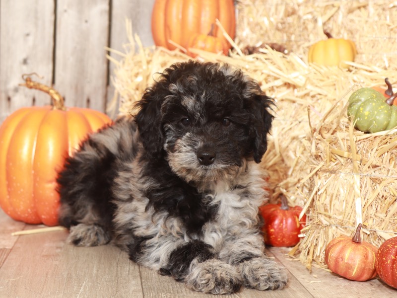 Spirit- Gorgeous Aussiepoo