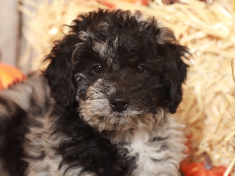 Spirit- Gorgeous Aussiepoo - Image 3