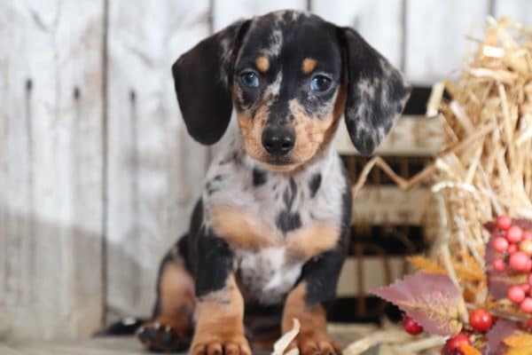 dapple doxie poo dapple doxie poo
