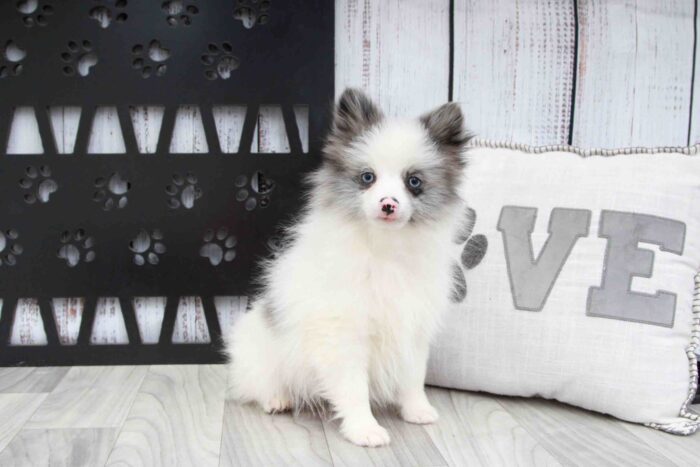 Riddler- Spunky Little Blue and White Male ACA Pomeranian Puppy