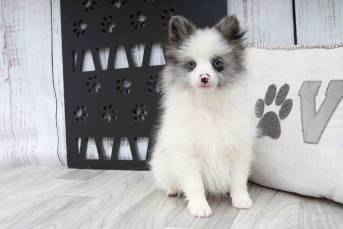 Riddler- Spunky Little Blue and White Male ACA Pomeranian Puppy - Image 3