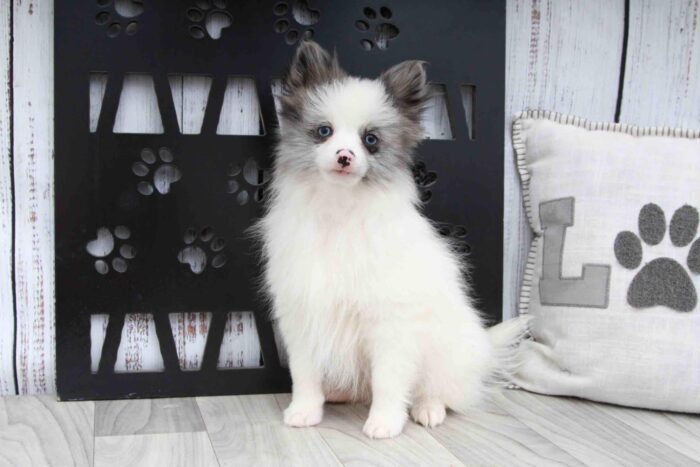 Riddler- Spunky Little Blue and White Male ACA Pomeranian Puppy - Image 4