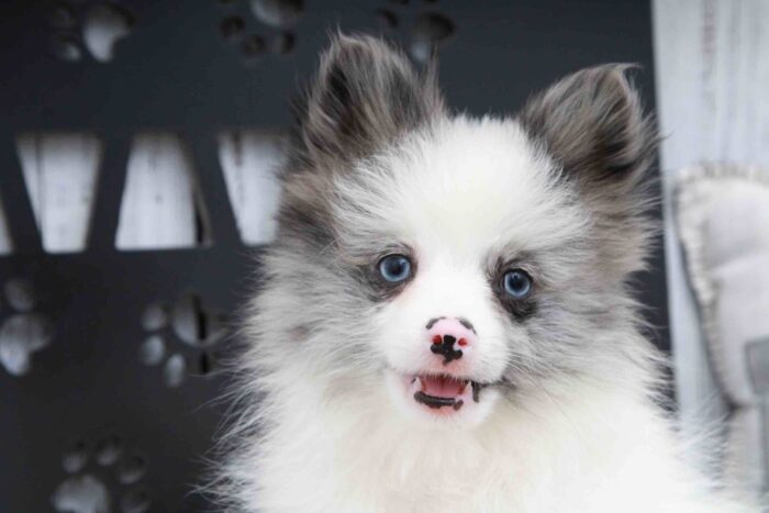 Riddler- Spunky Little Blue and White Male ACA Pomeranian Puppy - Image 5