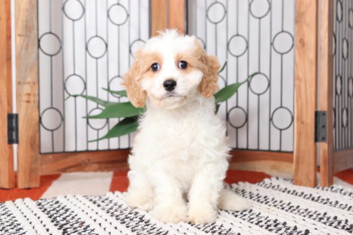 Sprinkle - Loving Female Cavachon Puppy
