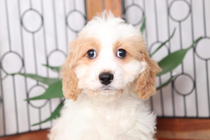 Sprinkle - Loving Female Cavachon Puppy - Image 2