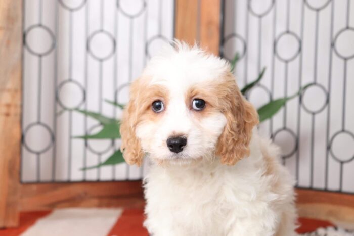 Sprinkle - Loving Female Cavachon Puppy - Image 3