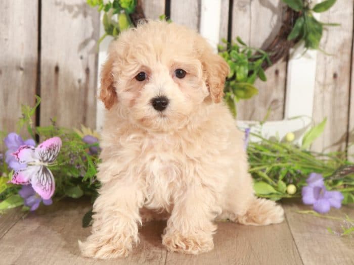 Spud - Wonderful Poochon/Cavalier