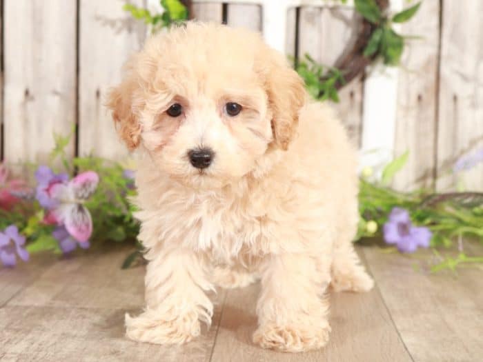 Spud - Wonderful Poochon/Cavalier - Image 2