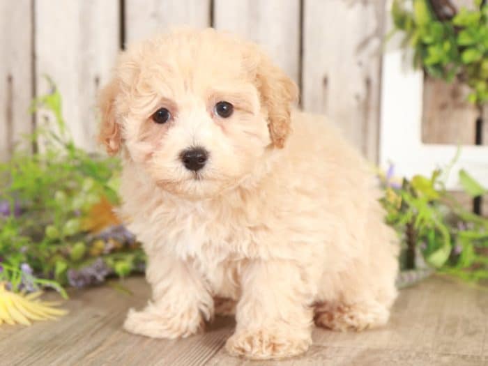 Spud - Wonderful Poochon/Cavalier - Image 4