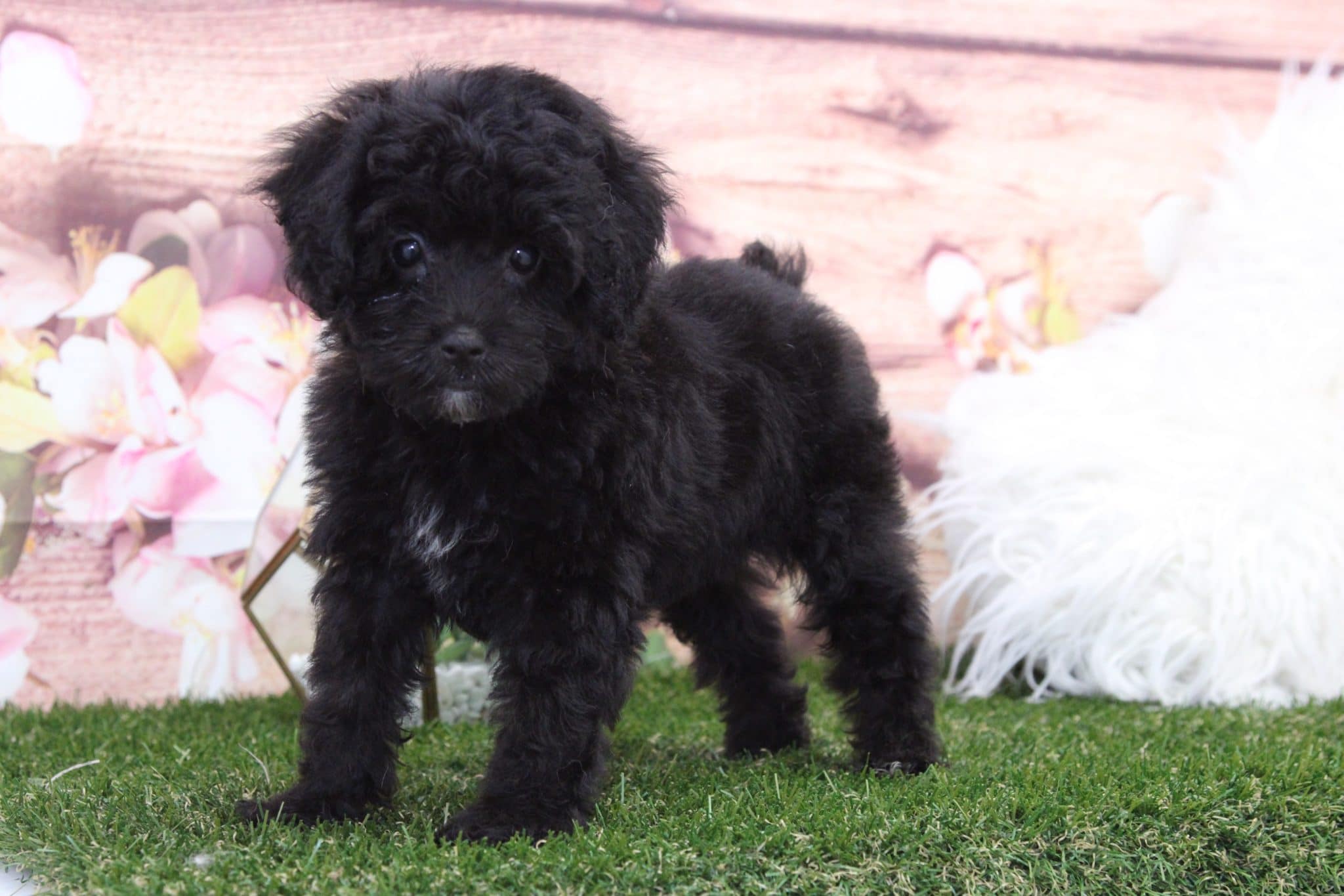 Spud - Darling Male Poodle Puppy - Image 3
