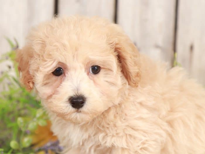 Spud - Wonderful Poochon/Cavalier - Image 3