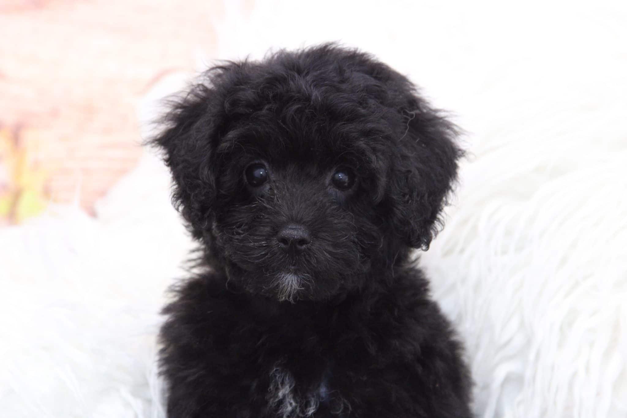 Spud - Darling Male Poodle Puppy - Image 5