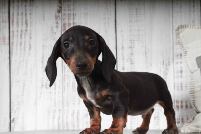 Spyder- Spunkiest Black Male ACA Mini Dachshund Puppy