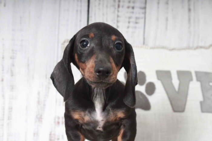 Spyder- Spunkiest Black Male ACA Mini Dachshund Puppy - Image 2