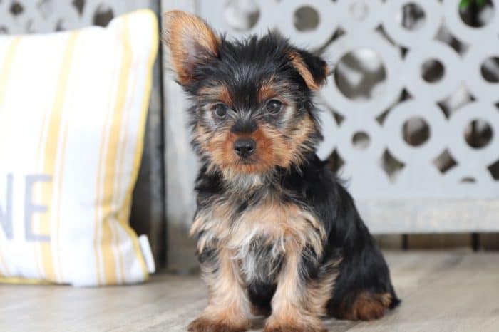 Squeak - Captivating TEACUP Yorkshire Terriers