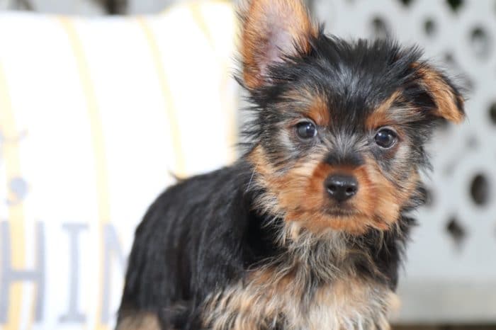 Squeak - Captivating TEACUP Yorkshire Terriers - Image 2